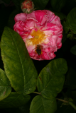 Rosa gallica 'Versicolor' RCP6-2012 036.JPG